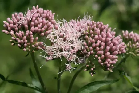 Eupatorium cannabinum - Einzelsamen