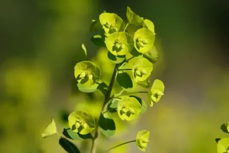 Euphorbia amygdaloides