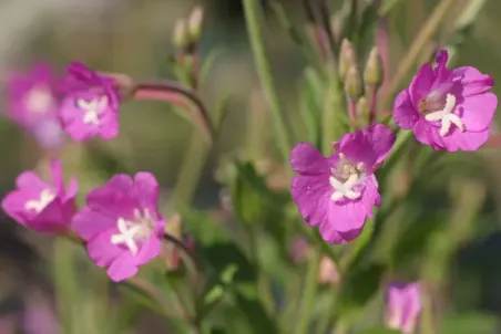 Epilobium hirsutum