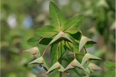 Euphorbia dulcis