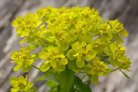 Euphorbia palustris - Einzelsamen