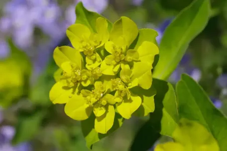 Euphorbia verrucosa - Einzelsamen