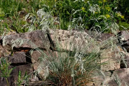 Festuca ovina