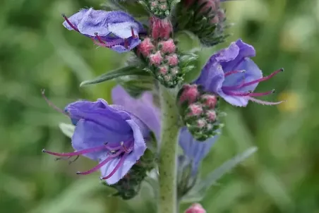 Echium vulgare