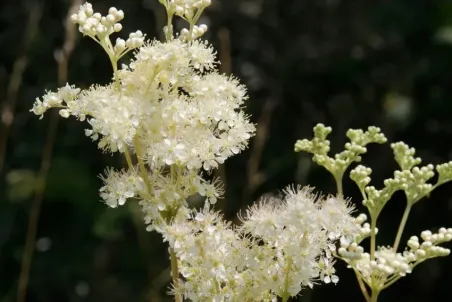 Filipendula ulmaria - Einzelsamen