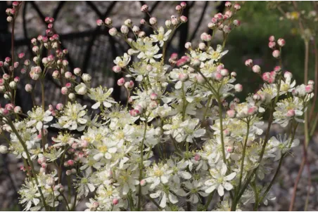 Filipendula vulgaris