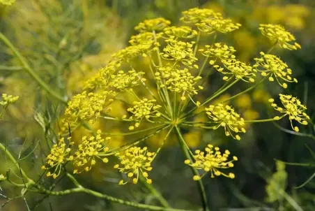 Foeniculum vulgare - Einzelsamen