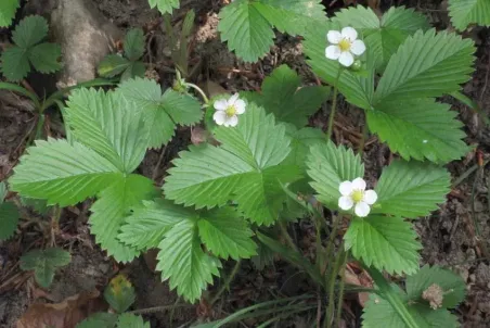 Fragaria vesca - Einzelsamen