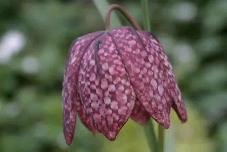 Fritillaria meleagris