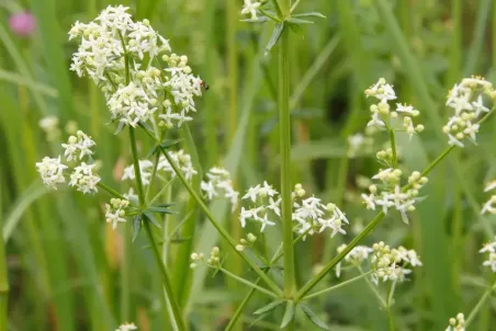 Galium album - Einzelsamen