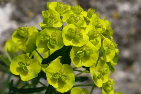 Euphorbia cyparissias