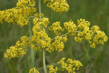 Galium verum ssp. wirtgenii