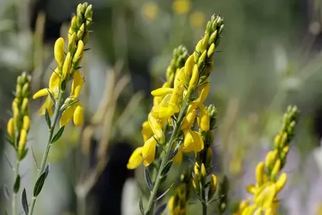 Genista tinctoria