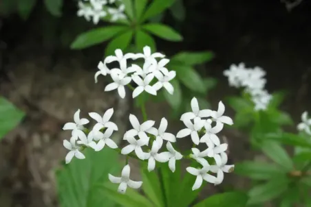 Galium odoratum