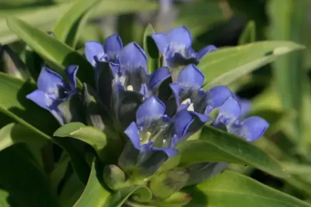 Gentiana cruciata