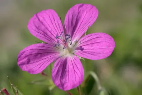 Geranium palustre