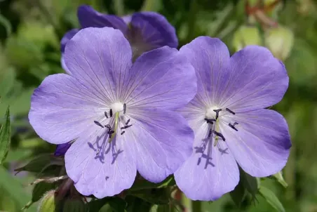 Geranium pratense