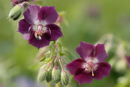 Geranium phaeum