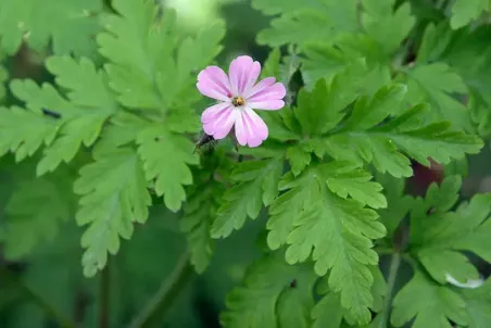 Geranium robertianum