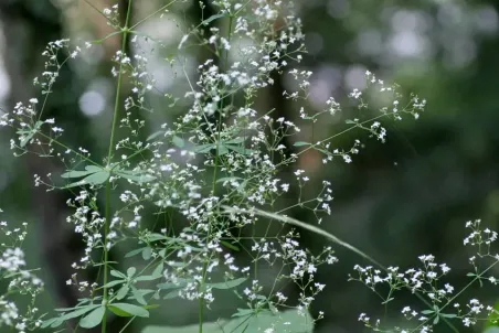 Galium silvaticum