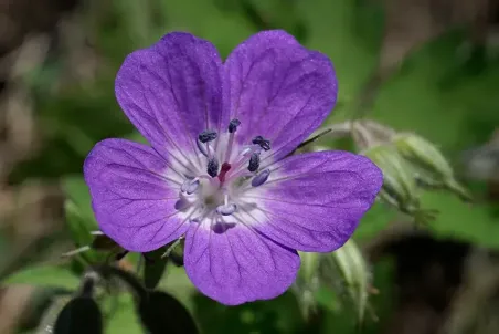 Geranium silvaticum