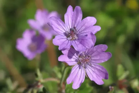 Geranium pyrenaicum - Einzelsamen