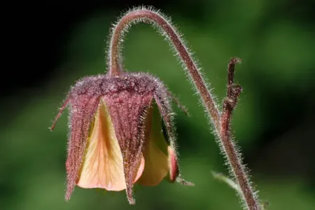 Geum rivale - Einzelsamen