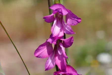 Gladiolus palustris