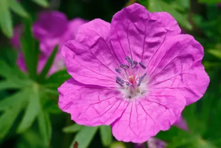 Geranium sanguineum