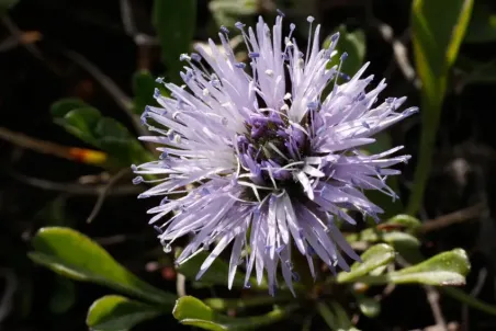 Globularia cordifolia