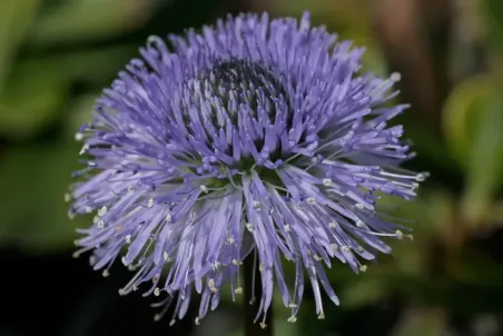 Globularia nudicaulis