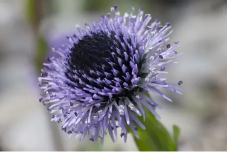 Globularia bisnagarica - Einzelsamen