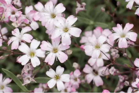 Gypsophila repens