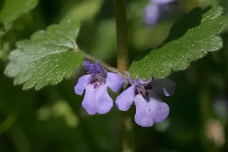 Glechoma hederacea