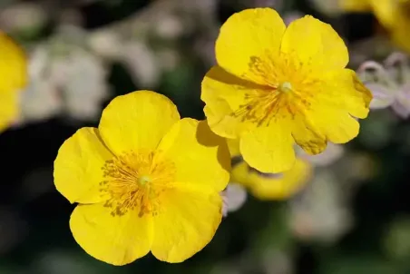 Helianthemum nummularium