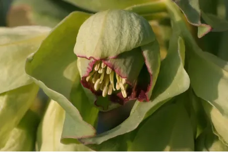 Helleborus foetidus - Einzelsamen