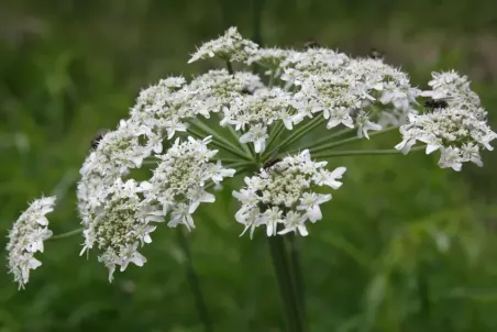 Heracleum sphondylium