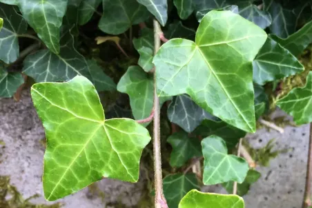 Hedera helix