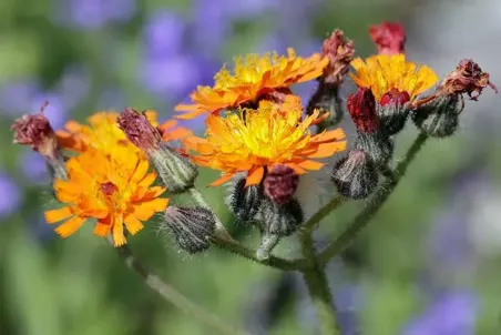 Hieracium aurantiacum