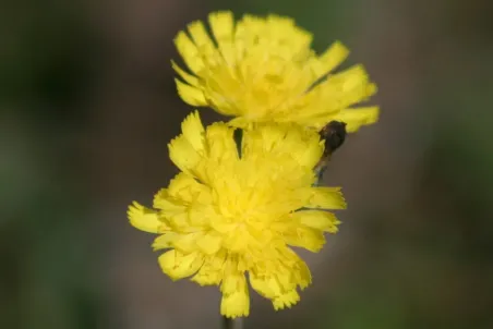 Hieracium lactucella - Einzelsamen