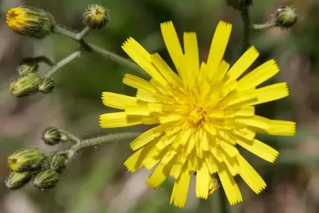 Hieracium murorum