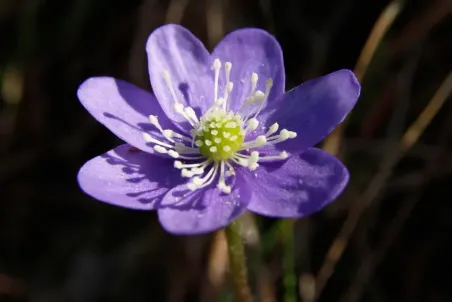 Hepatica nobilis