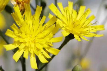 Hieracium sabaudum - Einzelsamen