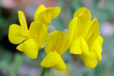 Hippocrepis comosa