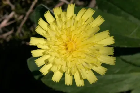 Hieracium pilosella - Einzelsamen