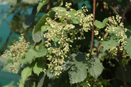 Humulus lupulus Sämling