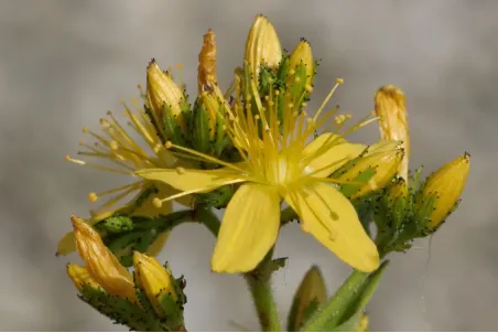 Hypericum hirsutum