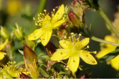 Hypericum tetrapterum - Einzelsamen