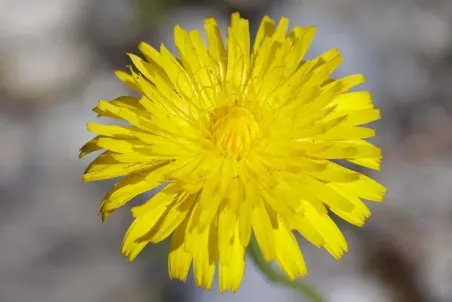 Hypochaeris radicata - Einzelsamen