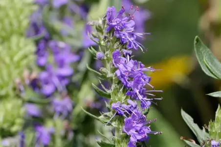 Hyssopus officinalis